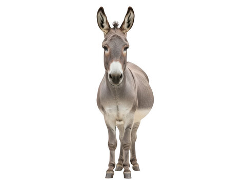 Donkey isolated on transparent background