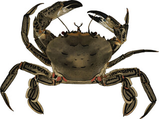 Velvet swimming crab on a white background