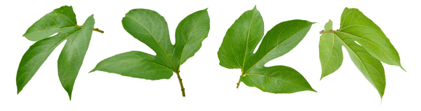 Collection of Gac fruit leaves isolated on white.