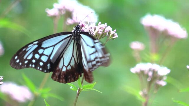 花の蜜を吸うアサギマダラ 渡り蝶  4K  接写  Parantica sita butterfly