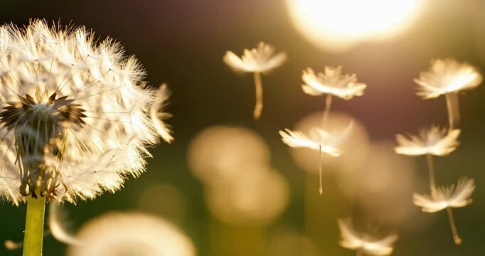 Dandelion seeds drifting in warm golden sunlight.