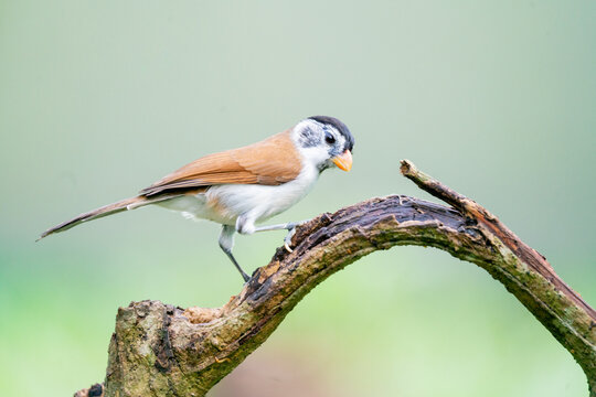 Graceful Blue-winged Minla Perched