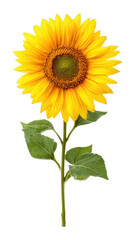 Fototapeta premium PNG Vibrant sunflower on white background.