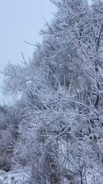 Vertical footage capturing a stunning winter scene of rime ice (hoarfrost) covering bare tree branches. The white frosted branches sway gently in the breeze against a pale winter sky. A natural phenom