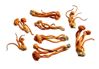 Dried lions mane mushrooms on a transparent background for healthy snack or ingredient