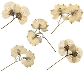 Dried beige flowers on stems isolated on transparent background