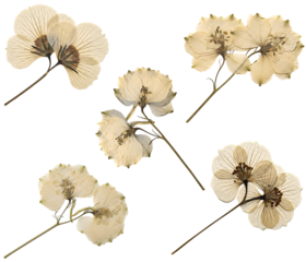 Dried beige flowers on stems isolated on transparent background