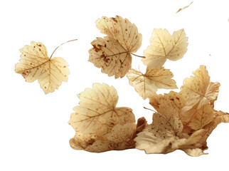 PNG Delicate autumn leaves gracefully falling.