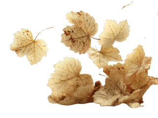 PNG Delicate autumn leaves gracefully falling.