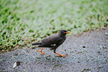 Sidewalk Sentinel: The Amber-Booted Myna&rsquo;s Urban Stride
