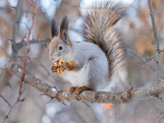 Fototapeta premium The squirrel with nut sits on tree in the winter or late autumn