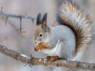 Obraz premium The squirrel with nut sits on tree in the winter or late autumn