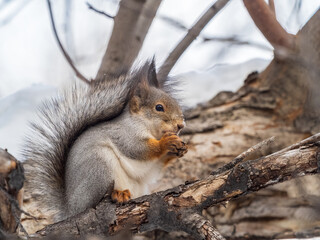 Fototapeta premium The squirrel with nut sits on tree in the winter or late autumn