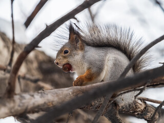 Obraz premium The squirrel with nut sits on tree in the winter or late autumn