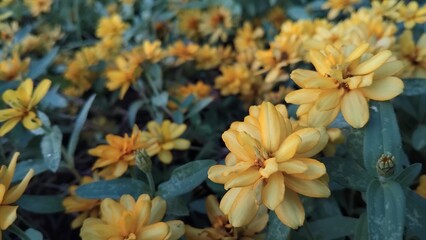 Fototapeta premium Melampodium yellow flowers in the garden
