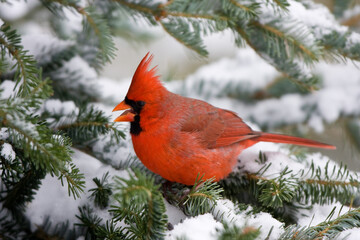 01530-195.09 Northern Cardinal (Cardinalis cardinalis) male in Balsam fir tree in winter, Marion...