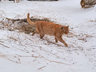 A ginger tabby cat is stealthily making its way across a snow-covered village yard, viewed from the side. The animal is walking cautiously on the snow and dry grass, with its tail held high.