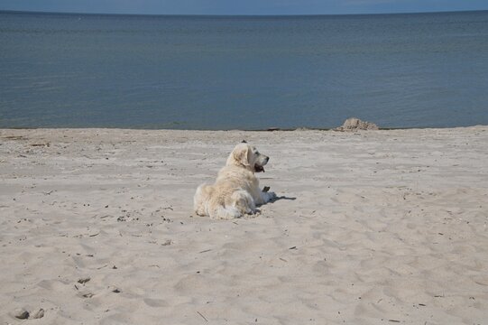Cream English Golden Retriever On A Beach in Latvia