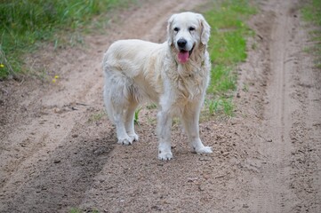 Cream English Golden Retriever in a Forest