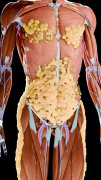 Weight loss Comparison. man body transformation. Before and after a thick and thin waist, Fat belly before and slim fit perfect abs after fast weight loss process. alpha channel. fat burn, 3d render
