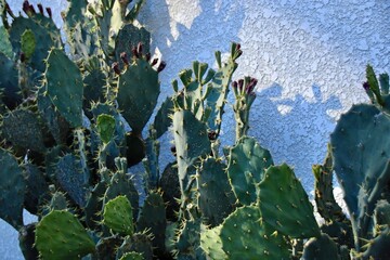 立派なウチワサボテンの群生