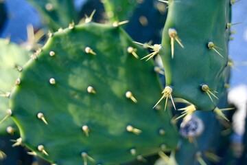 ウチワサボテンの綺麗なトゲ