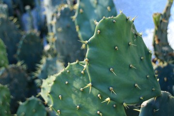 トゲの美しいウチワサボテン