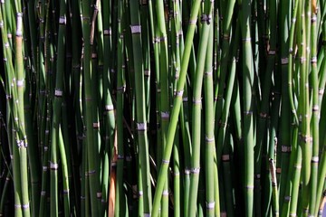 大きくなったらトクサの苗