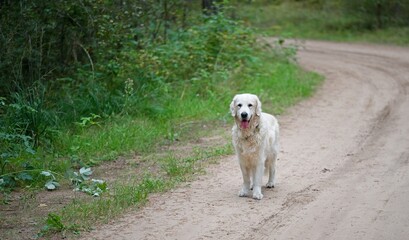 Cream English Golden Retriever in a Forest