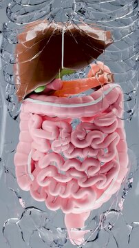 Human stomach and esophagus anatomy structure, liver, body with digestive system organs, Hepatitis, intestin, Gall Bladder, Gastrointestinal, medical loop Animation, gallbladderand, 3d render