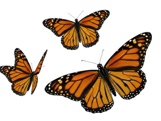Obraz premium Three monarch butterflies isolated on transparent background