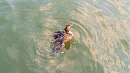 The water bird Great crested Grebe, Podiceps cristatus, swimming in the lake, and its cute babies...