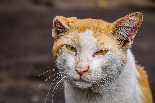 Mischievous cat face in Mandalay, Myanmar