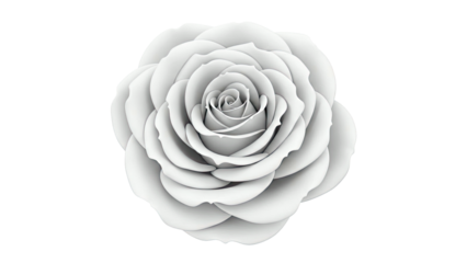 Monochromatic White Rose Close-Up