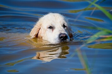 Cream English Golden Retriever Swimming in a Lake in Latvia