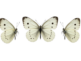 Three butterflies isolated on transparent background