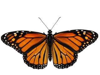Fototapeta premium Monarch butterfly isolated transparent background