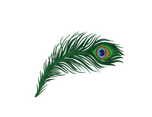Obraz premium Elegant Green Peacock Feather Vector Illustration