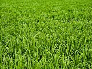 Obraz premium Close up of vibrant green rice plants in a field. Natural texture of organic paddy leaves.