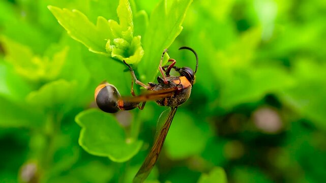 한국,곤충,큰호리병벌,벌,Korea, Insects, a potter wasp, Bees