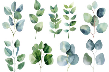 Watercolor eucalyptus leaves branches collection set isolated on white background