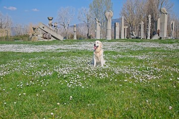 Billy the White English Golden Retriever in field of flowers