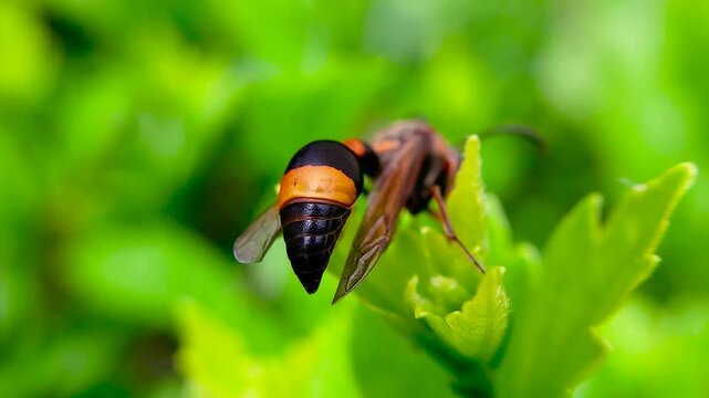 한국,곤충,큰호리병벌,벌,Korea, Insects, a potter wasp, Bees