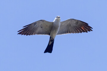 Obraz premium A wild Mississippi Kite soaring over a park in Colorado