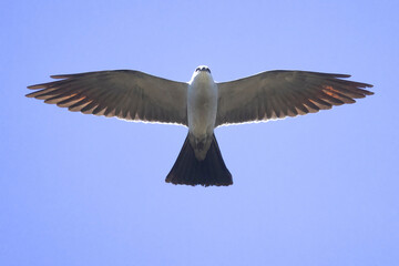 A wild Mississippi Kite soaring over a park in Colorado