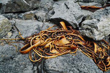 Close up of brown kelp on a rocky shoreline