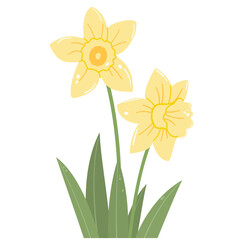 Daffodils with Green Leaves Illustration