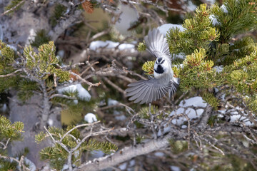 A wild mountain chickadee perched in a tree in a park in Colorado.