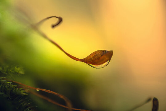 Fading nature in autumn plants