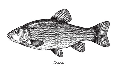Obraz premium Tench Freshwater Fish engraving vector illustration